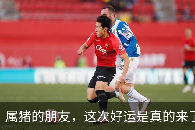 属猪的朋友，这次好运是真的来了